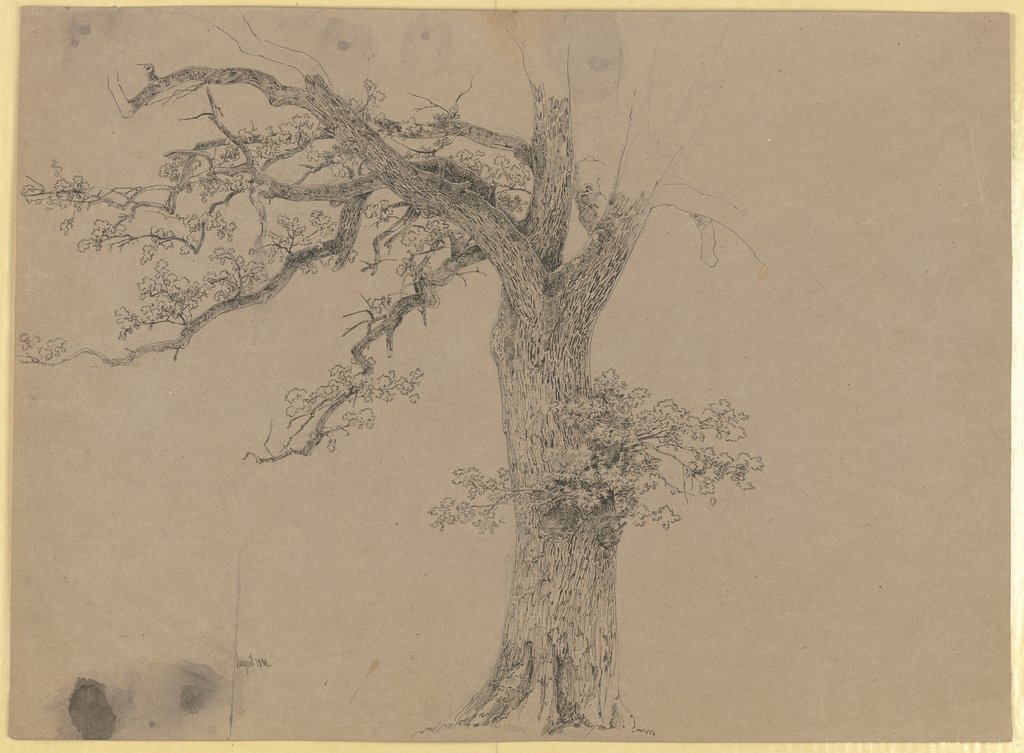 Old tree, Carl Theodor Reiffenstein