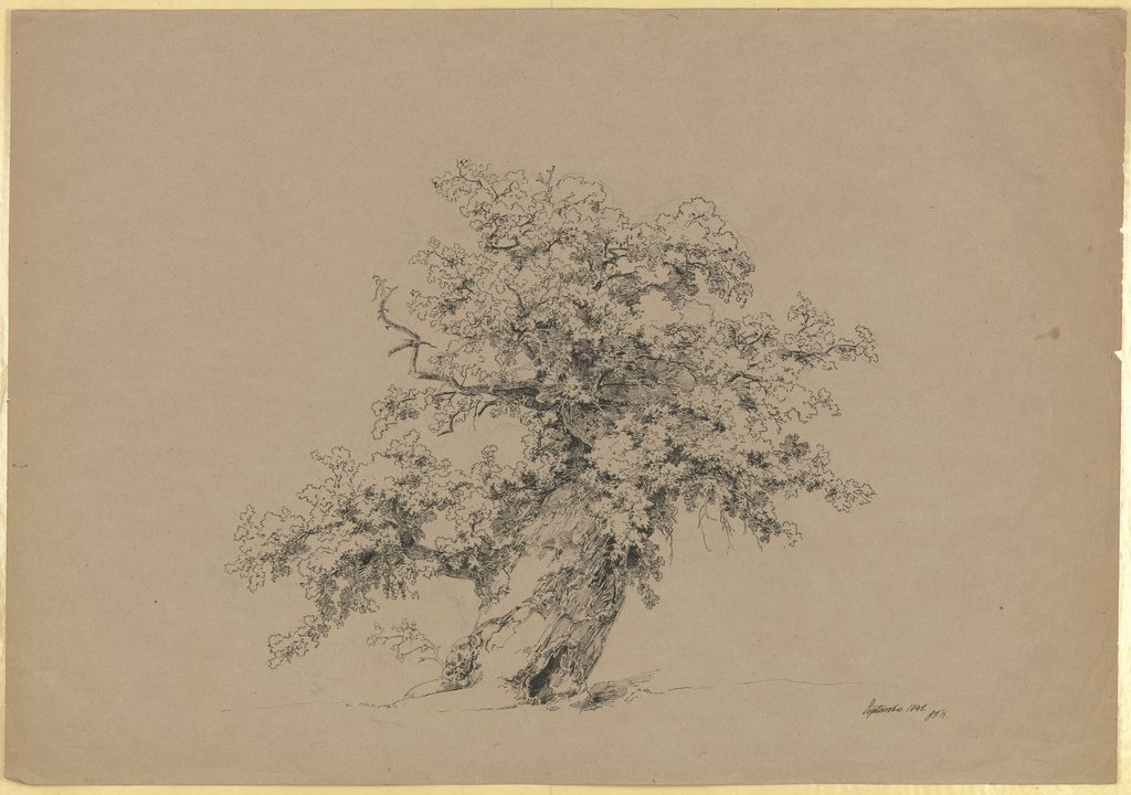 Old tree, Carl Theodor Reiffenstein