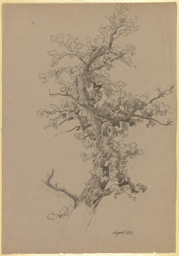 Tip of an old tree, Carl Theodor Reiffenstein