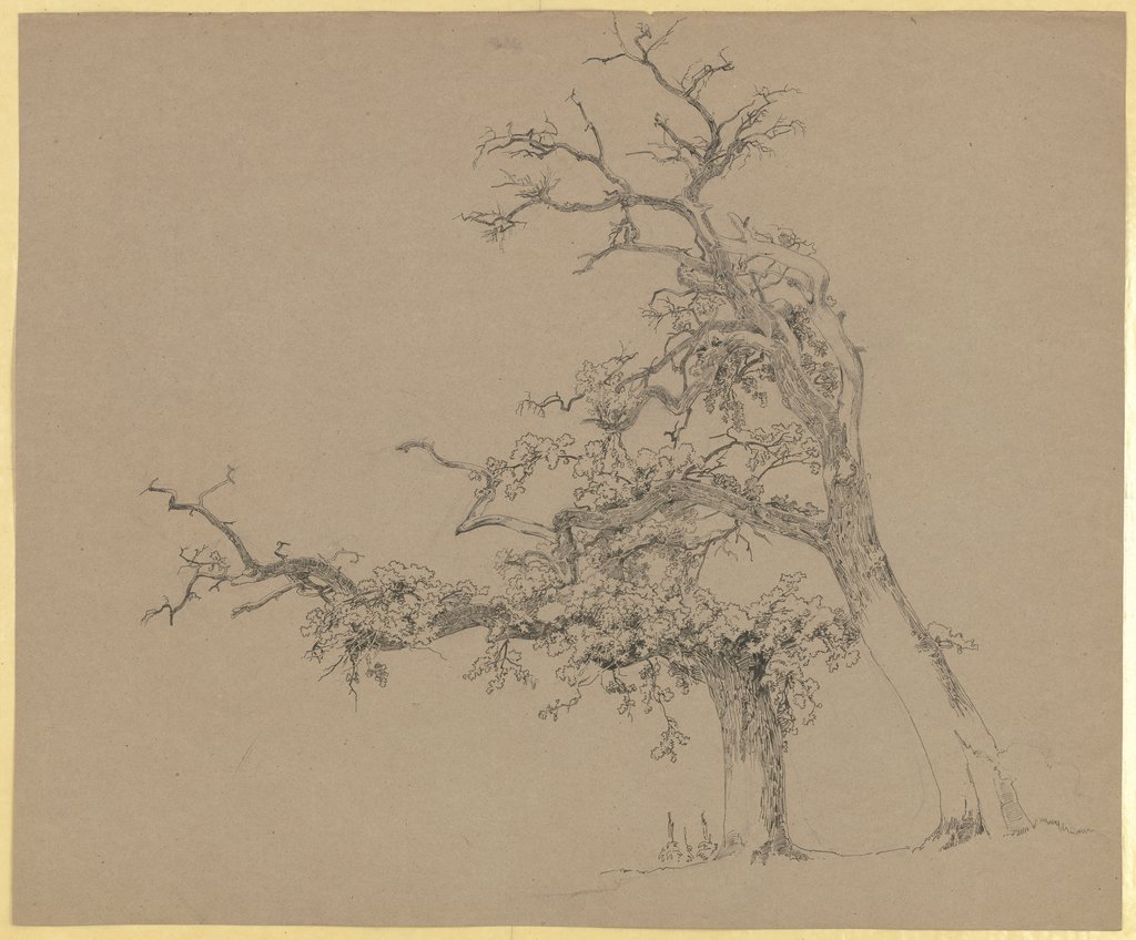 Zwei alte Bäume mit kahler Krone, Carl Theodor Reiffenstein