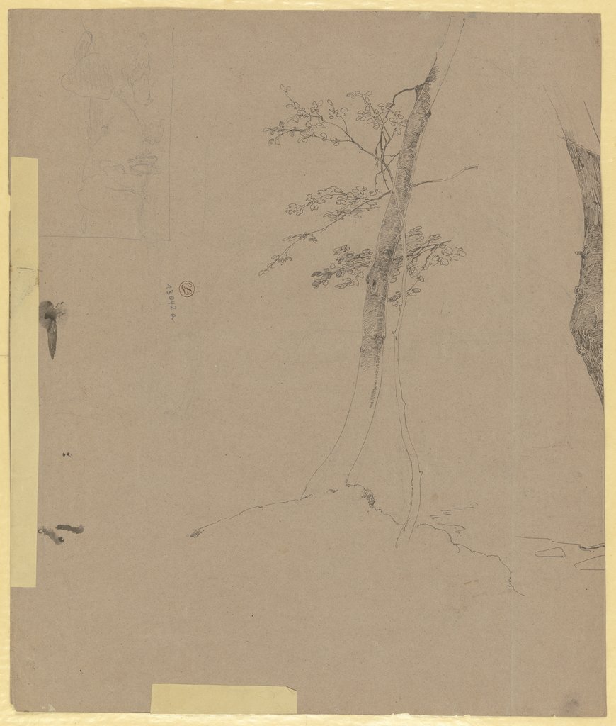 A tree, Carl Theodor Reiffenstein