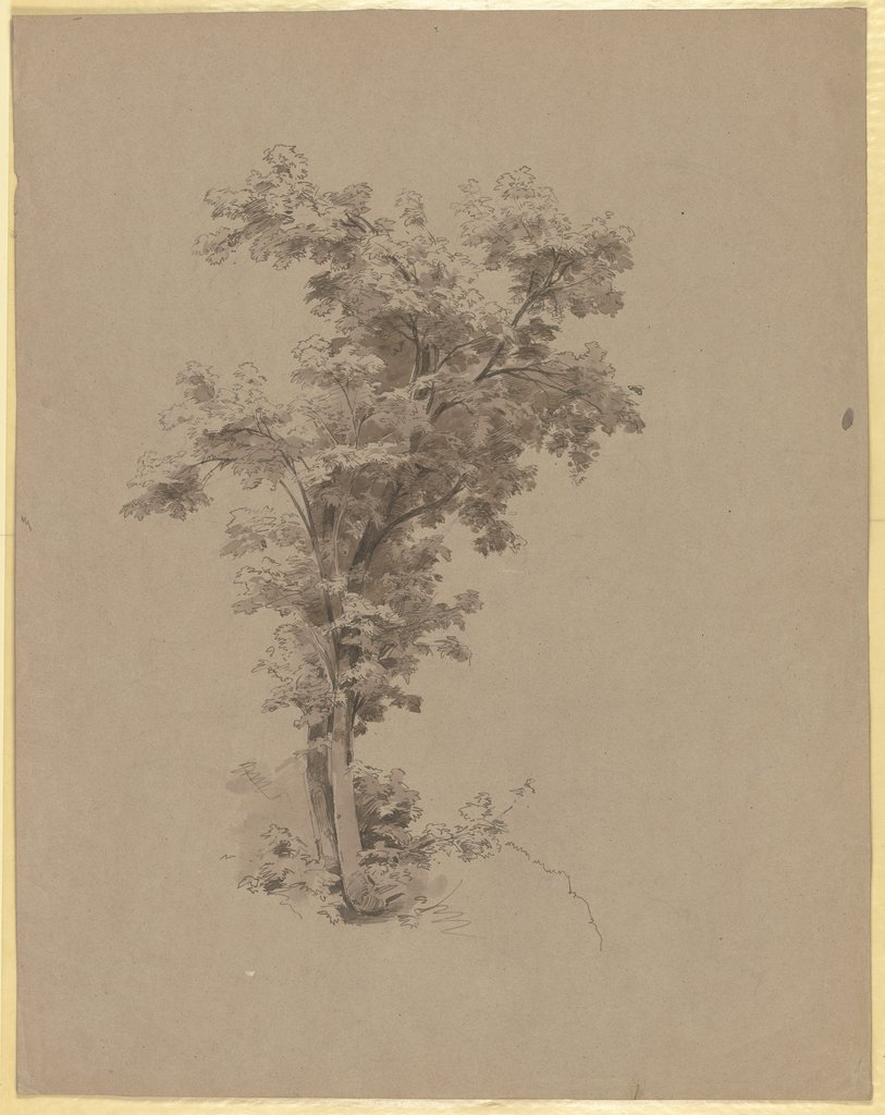 Young tree, Carl Theodor Reiffenstein