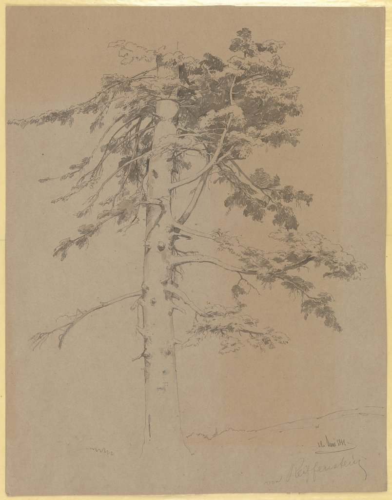 Ein Baum, Carl Theodor Reiffenstein