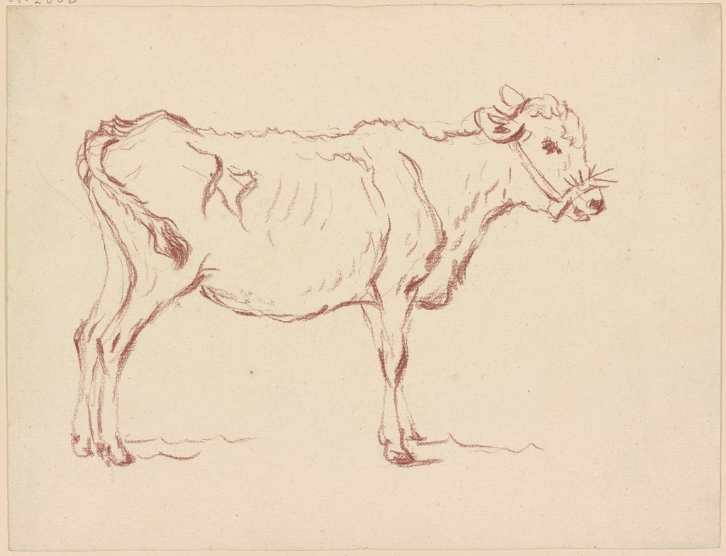 Stehendes Kalb nach rechts, Friedrich Wilhelm Hirt
