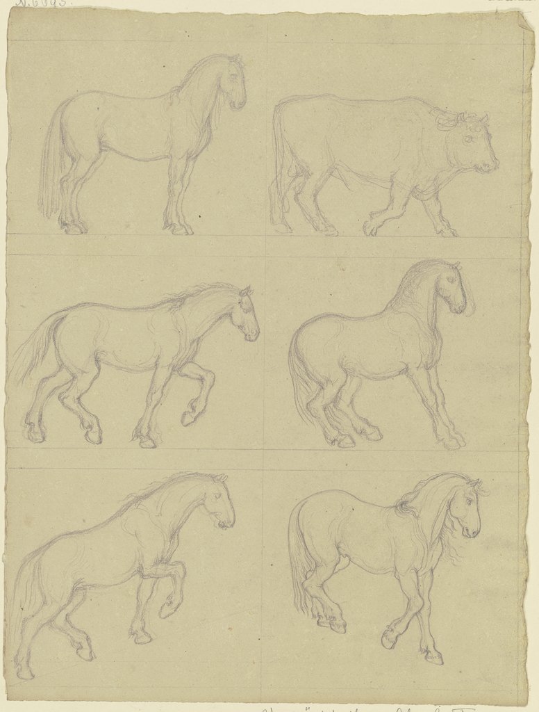 Studienblatt: Fünf Pferde und ein Rind, Ferdinand Fellner