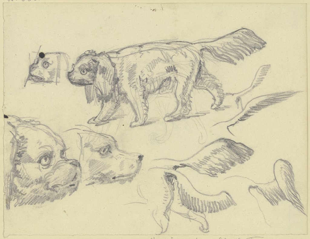 Studienblatt: Hunde, Ferdinand Fellner