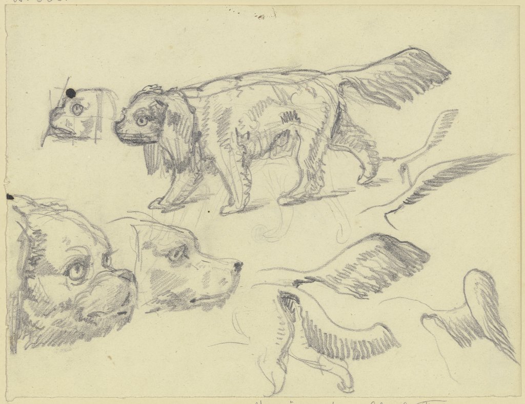 Study sheet: Dogs, Ferdinand Fellner