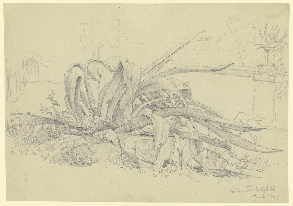 Pflanzenstudie (Agave) aus der Villa Poniatofski, Carl Morgenstern
