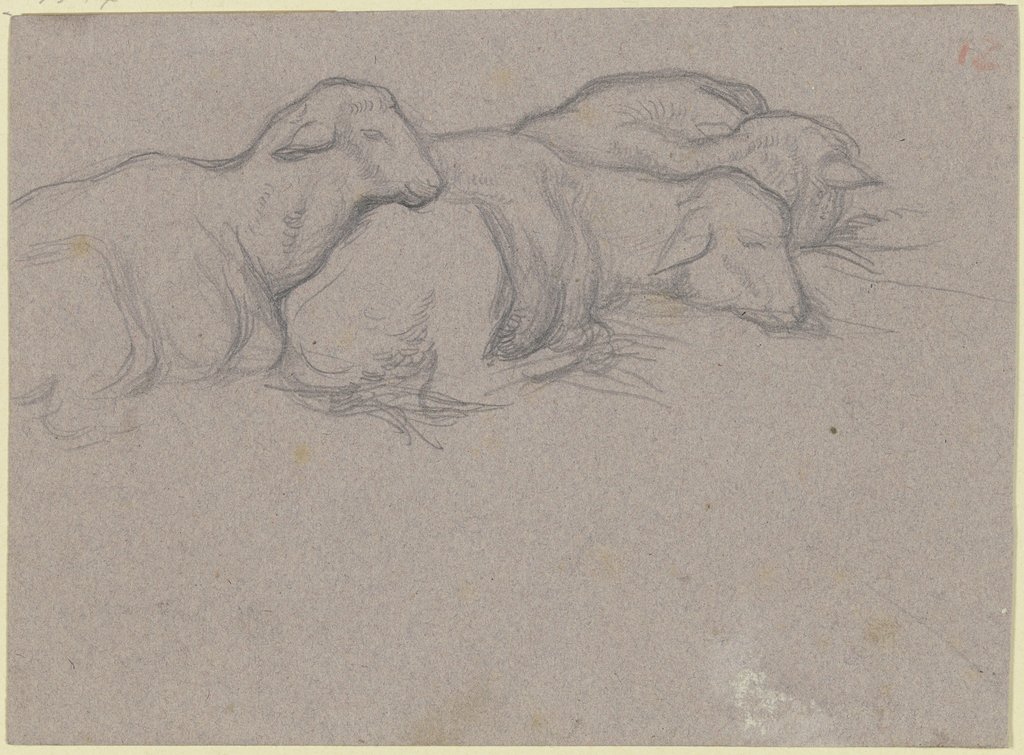 Drei beieinander liegende Schafe nach rechts, Victor Müller