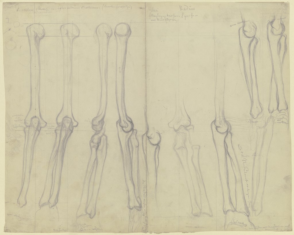 Studies of bones, Victor Müller