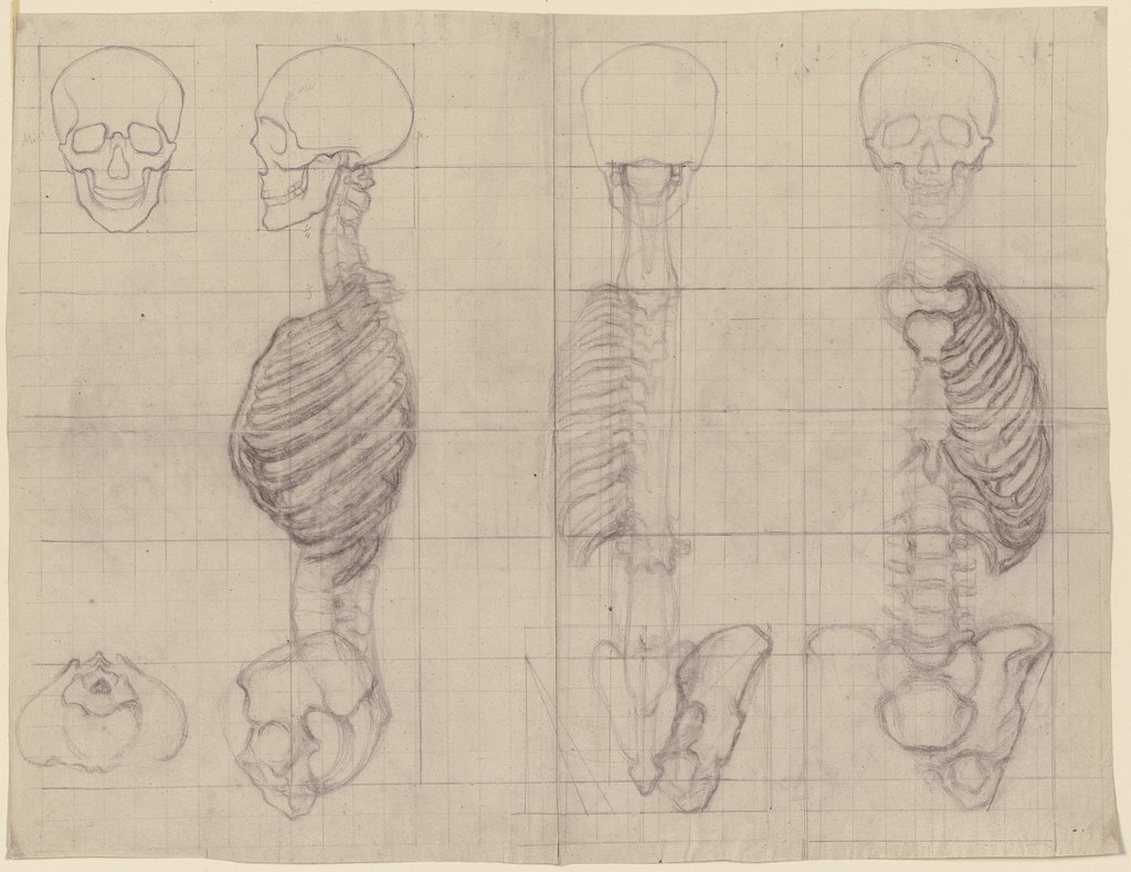 Studien nach dem menschlichen Skelett, Victor Müller
