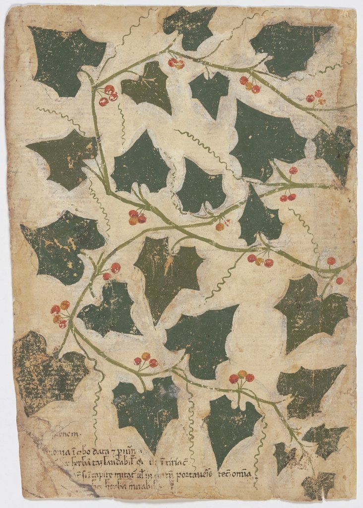 Blätter der Zaunrübe (Bryonia spec.), Venetisch, 15. Jahrhundert