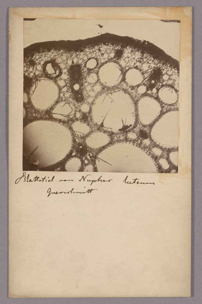 Thin sections of the aerenchyma of a petiole (Yellow water lily), Unknown, 19th century