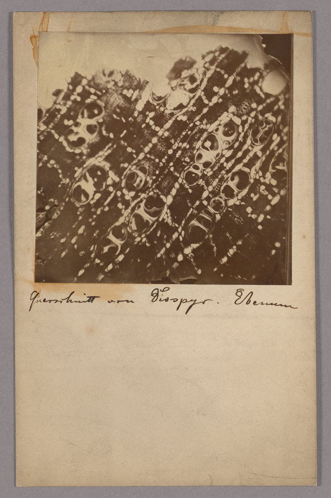 Mikrofotografie, Unbekannt, 19. Jahrhundert