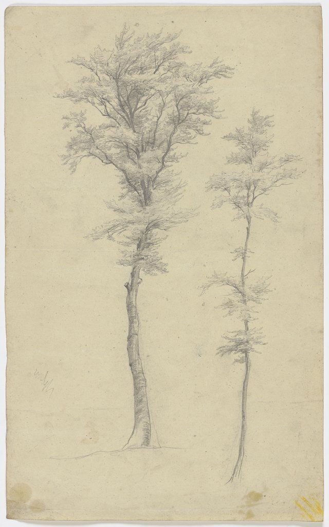 Zwei Bäume, Victor Müller