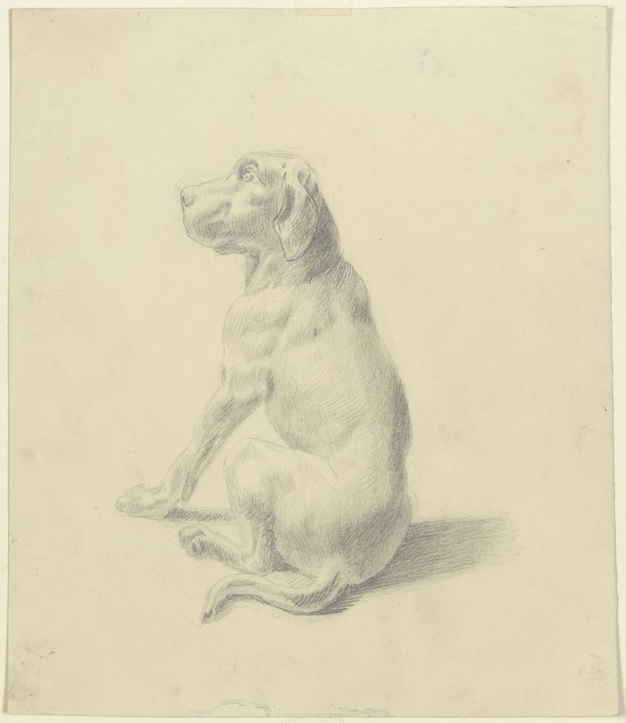 Sitting dog to the left, Victor Müller