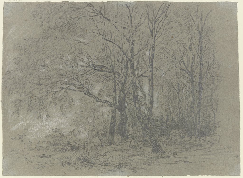 A sapling birch grove, Jakob Maurer