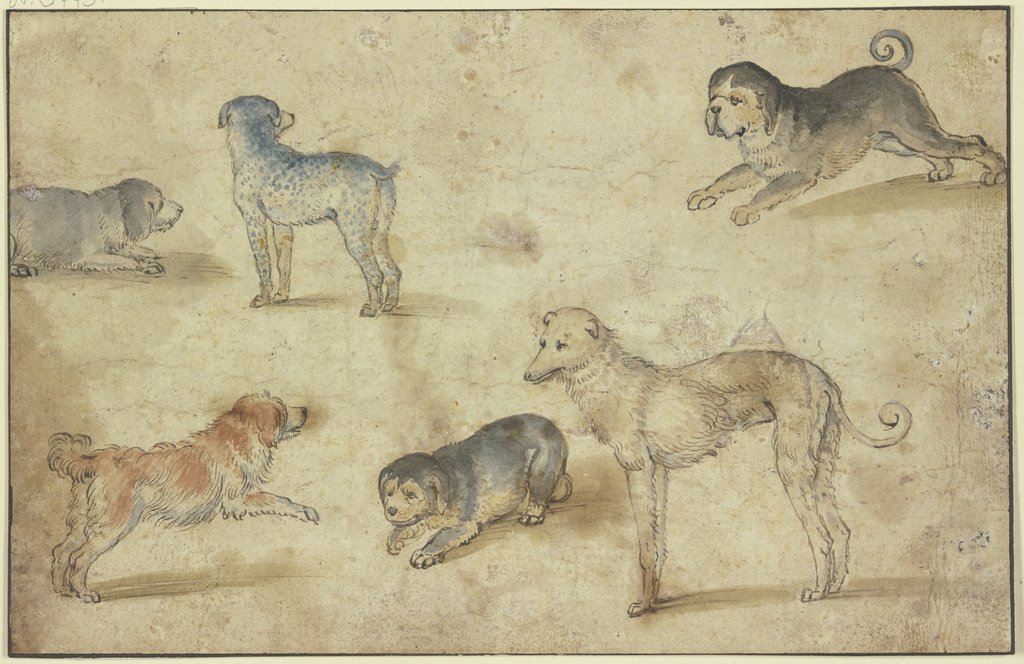 Studienblatt: Sechs Hunde, Niederländisch, 16. Jahrhundert