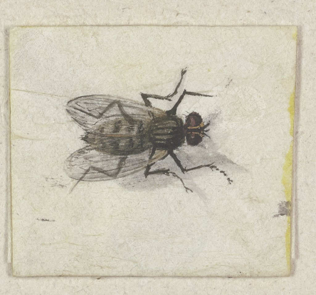 Eine Fliege, Jacques de Gheyn II