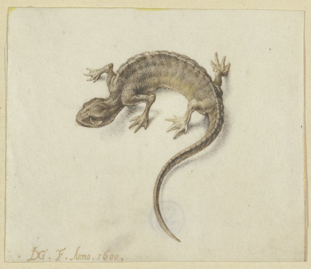 Lizard, Jacques de Gheyn II