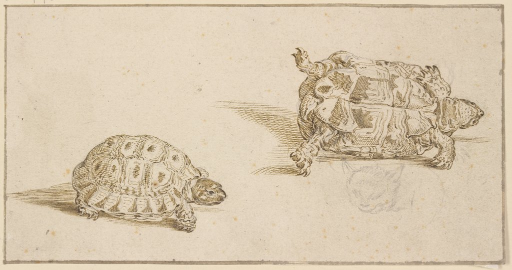 Zwei Schildkröten, von oben und von unten gesehen, sowie ein skizzierter Katzenkopf, Jacques de Gheyn II