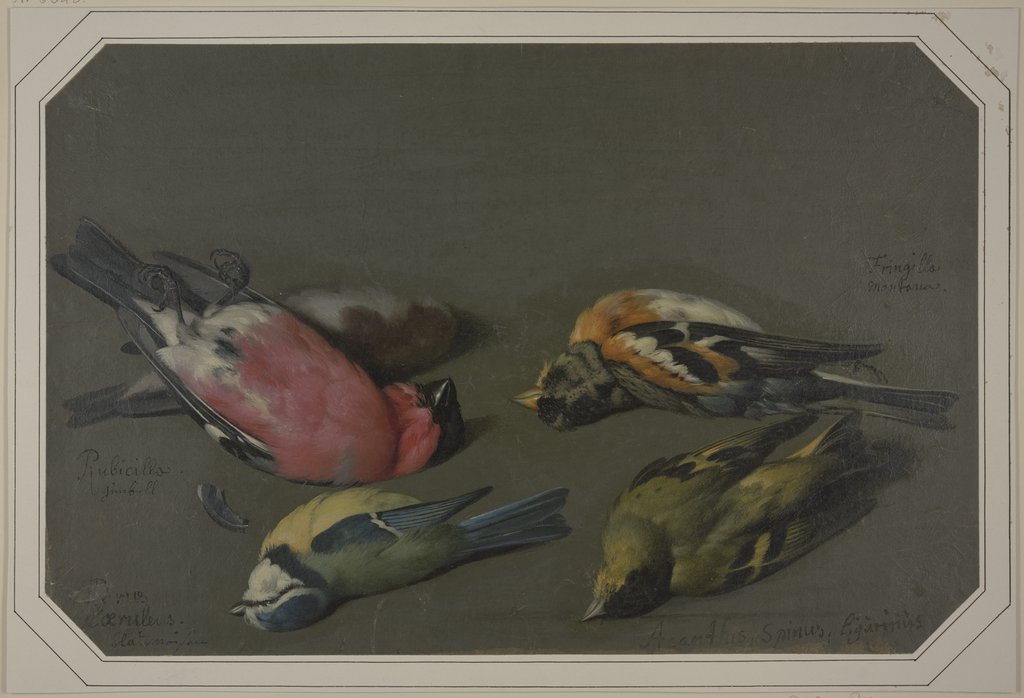 Five dead birds, Philipp Ferdinand de Hamilton