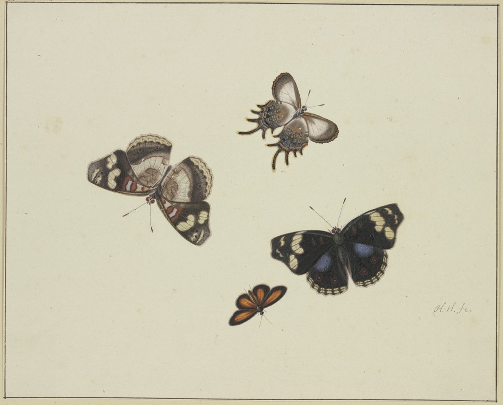 Four butterflies, Herman Henstenburgh