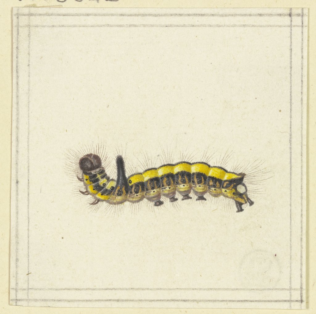 A yellow caterpillar, Herman Henstenburgh