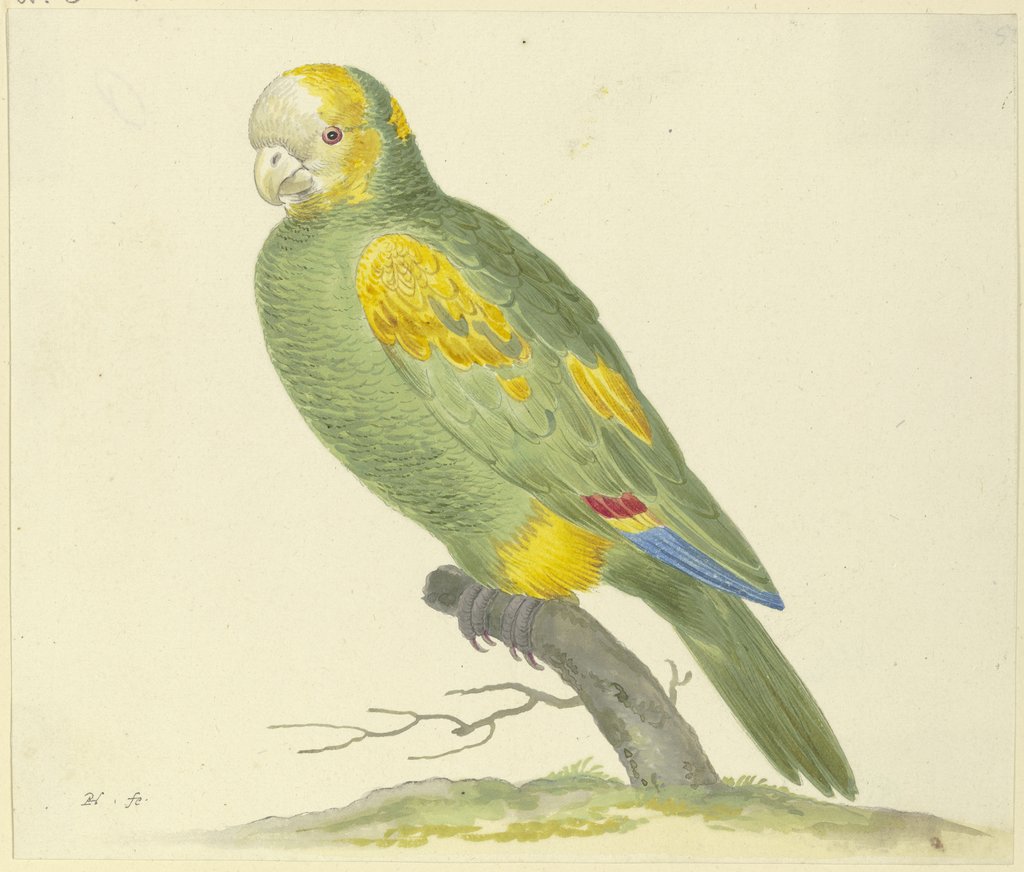 Grüner Papagei, Pieter Holsteyn d. Ä.