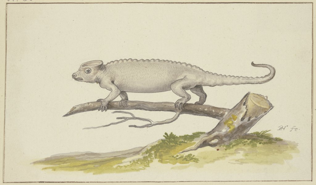 Eidechse oder Salamander nach links, Pieter Holsteyn d. Ä.