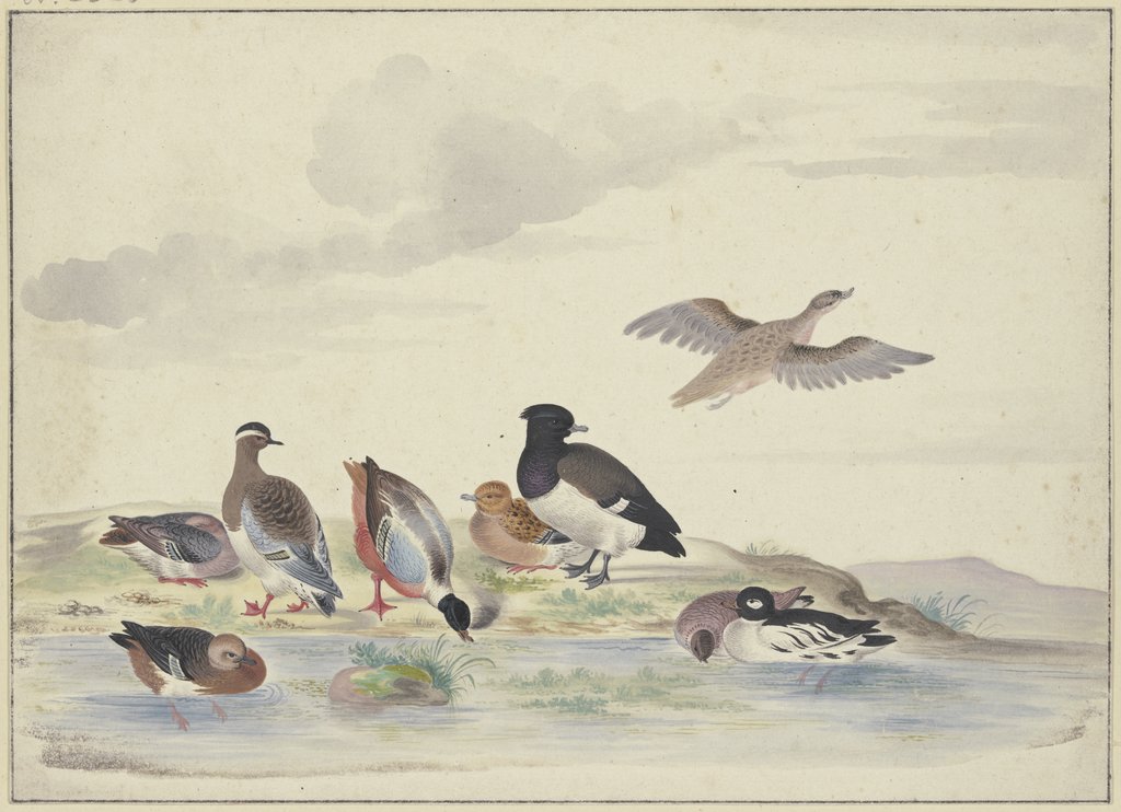 Acht Enten verschiedener Art am Wasser, Pieter Holsteyn d. Ä.