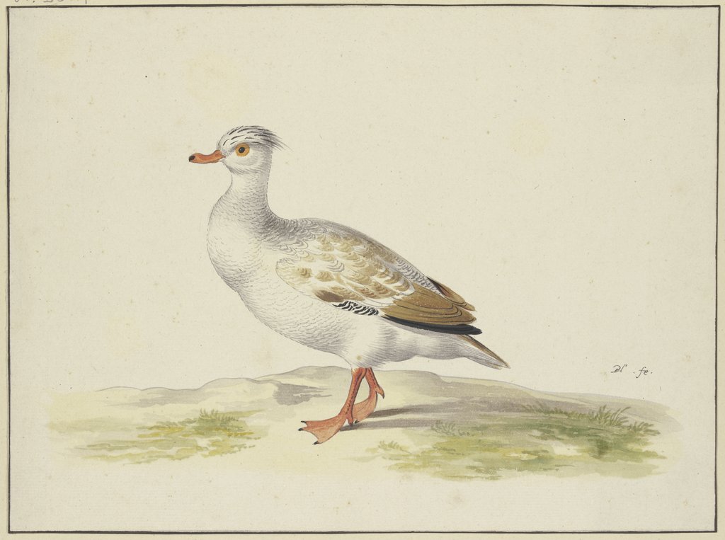 Weiße Ente mit braunen Flügeln, roten Füßen und Schnabel, Pieter Holsteyn I