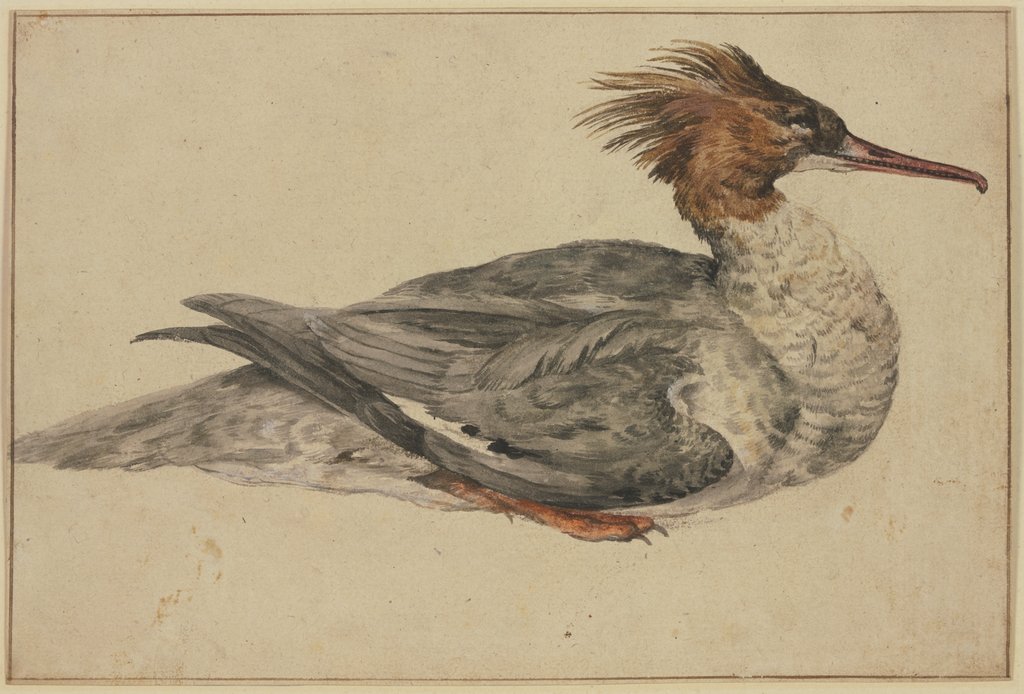Liegende Ente mit brauner Haube, rotem Schnabel und Füßen, Melchior de Hondecoeter