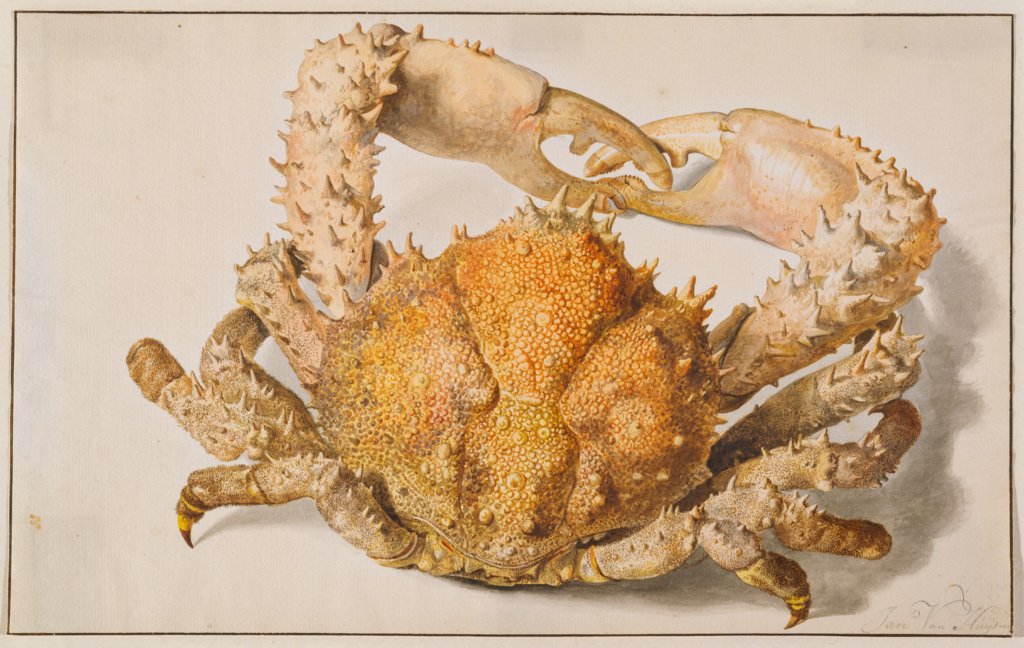 Eine Krabbe, Jan van Huysum