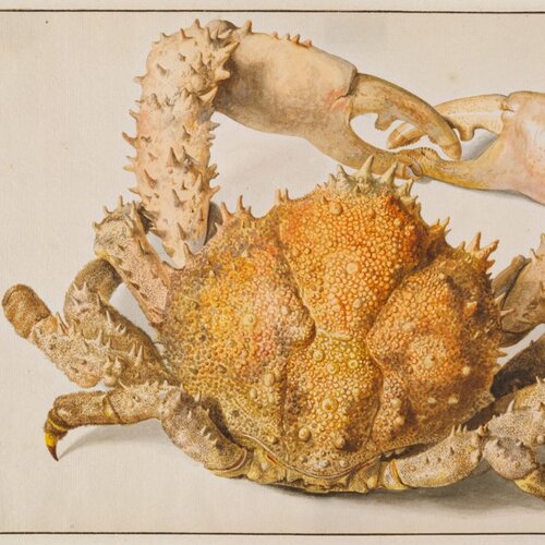 Stachelige Spinnenkrabbe, Jan van Huysum