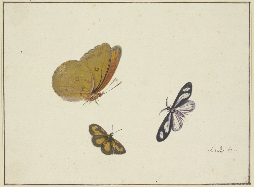 Ein gelber, ein schwarz-gelber und ein schwarz-weißer Schmetterling, Herman Henstenburgh