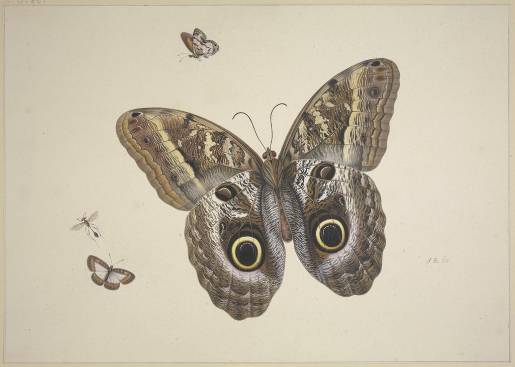 Ein großer brauner Schmetterling, zwei kleine und ein Insekt, Herman Henstenburgh