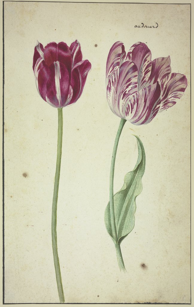 Zwei Tulpen, Niederländisch, 17. Jahrhundert, Deutsch, 17. Jahrhundert