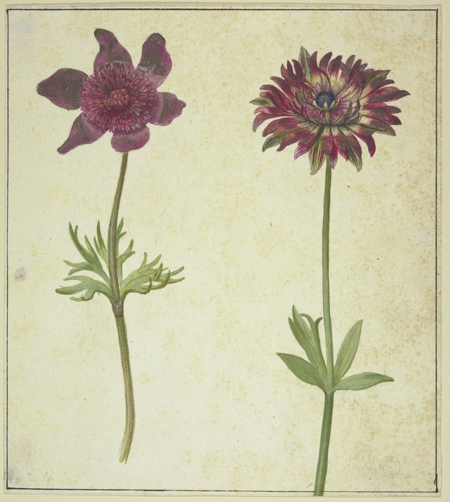 Two flowers, Netherlandish, 17th century, German, 17th century
