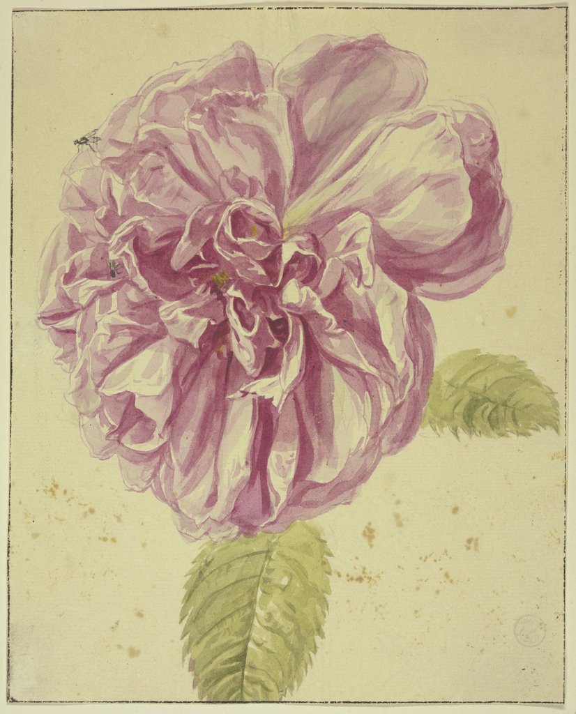 Pfingstrose, auf deren Blüte sich zwei Fliegen niedergelassen haben, Niederländisch, 17. Jahrhundert, Niederländisch, 18. Jahrhundert