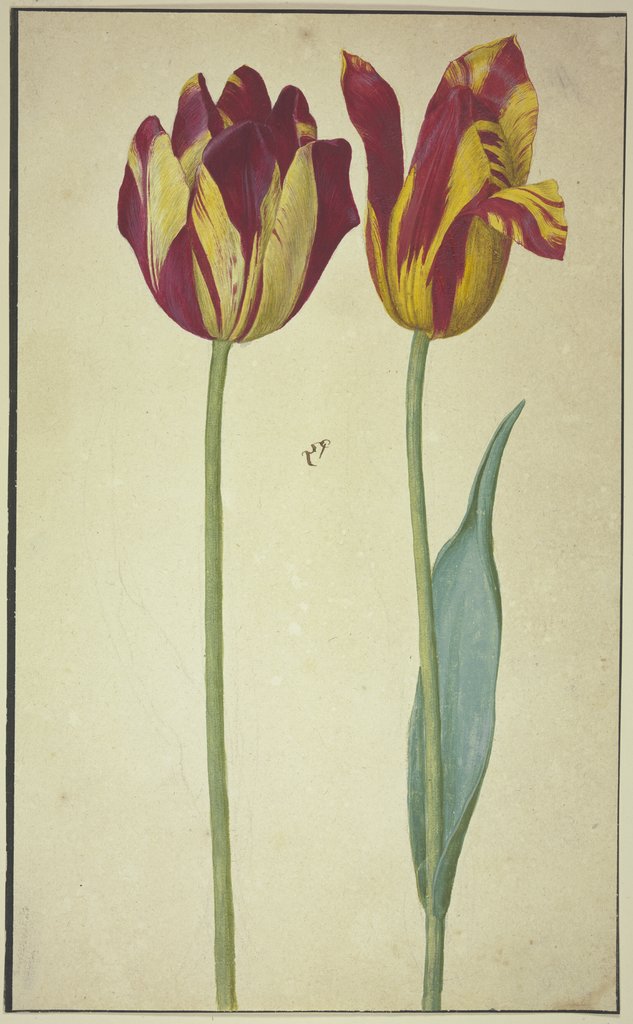 Two yellow-red tulips, Netherlandish, 17th century, German, 17th century