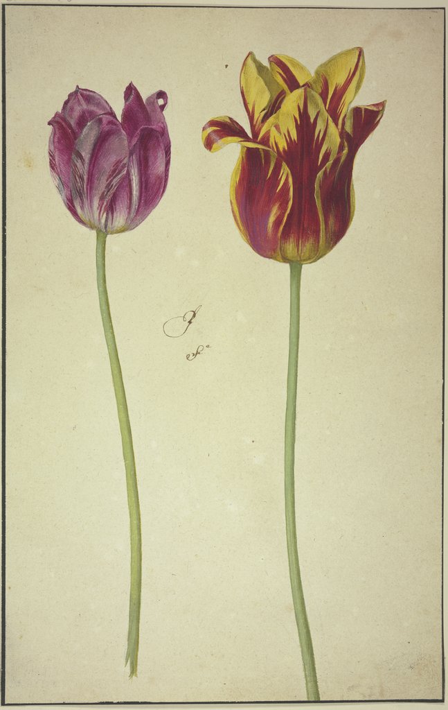 Two tulips, Netherlandish, 17th century, German, 17th century