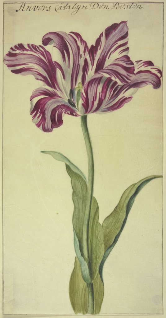 Eine Tulpe, Niederländisch, 17. Jahrhundert, Französisch, 17. Jahrhundert