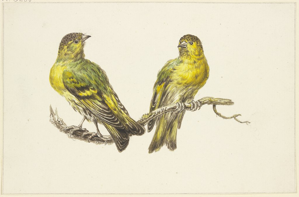 Two linnets, J. H. van Loon