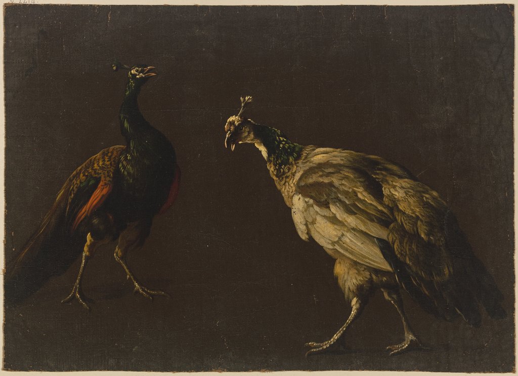 Peacock and peahen, Jan Weenix