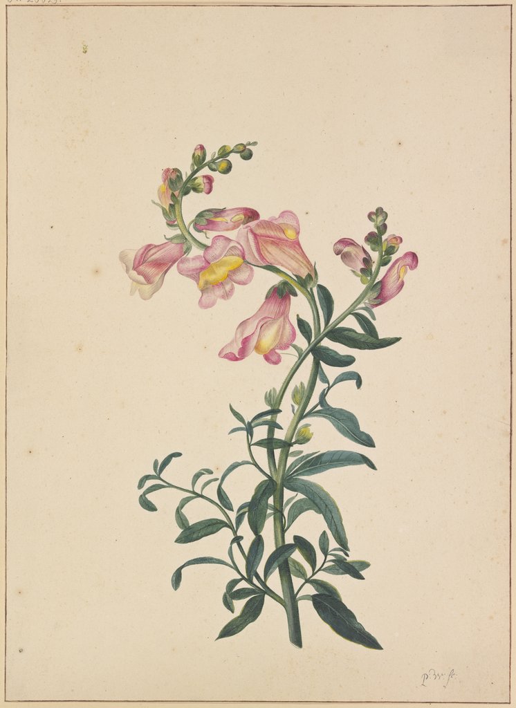 A snapdragon, Pieter Withoos