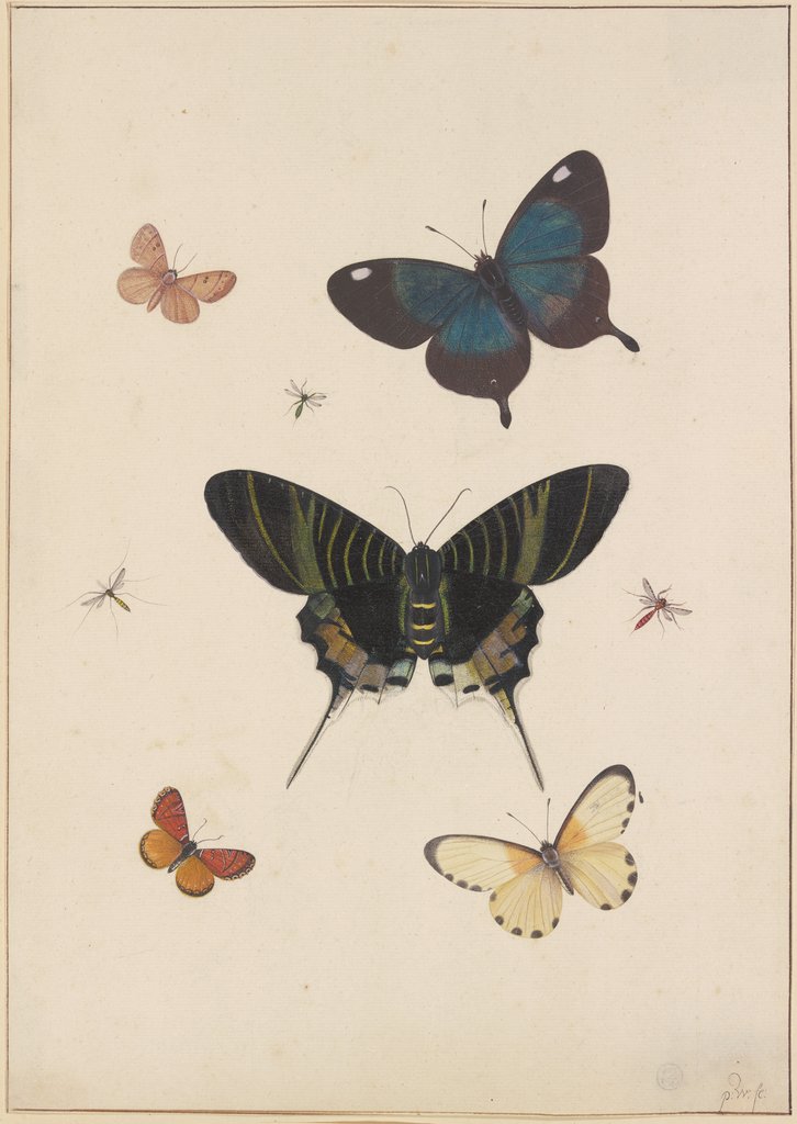 Fünf Schmetterlinge und drei Insekten, Pieter Withoos