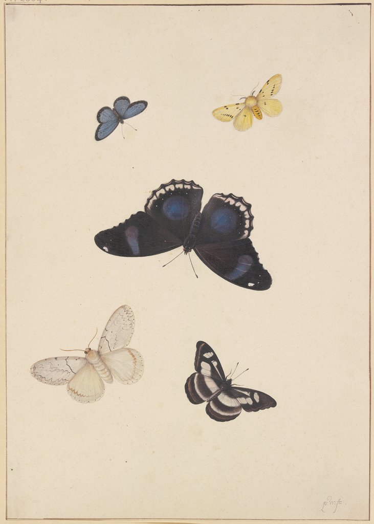 Five butterflies, Pieter Withoos