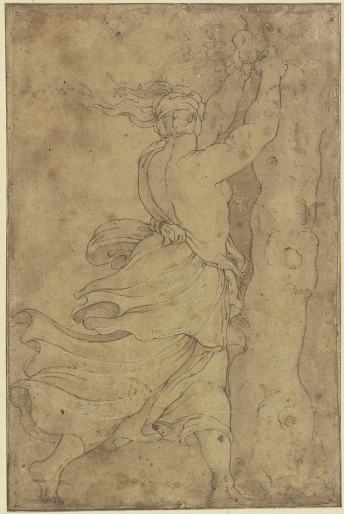 Eine halb entblößte Frau pflückt Früchte von einem Baum, Haar und Gewand fliegen im Wind, Polidoro da Caravaggio