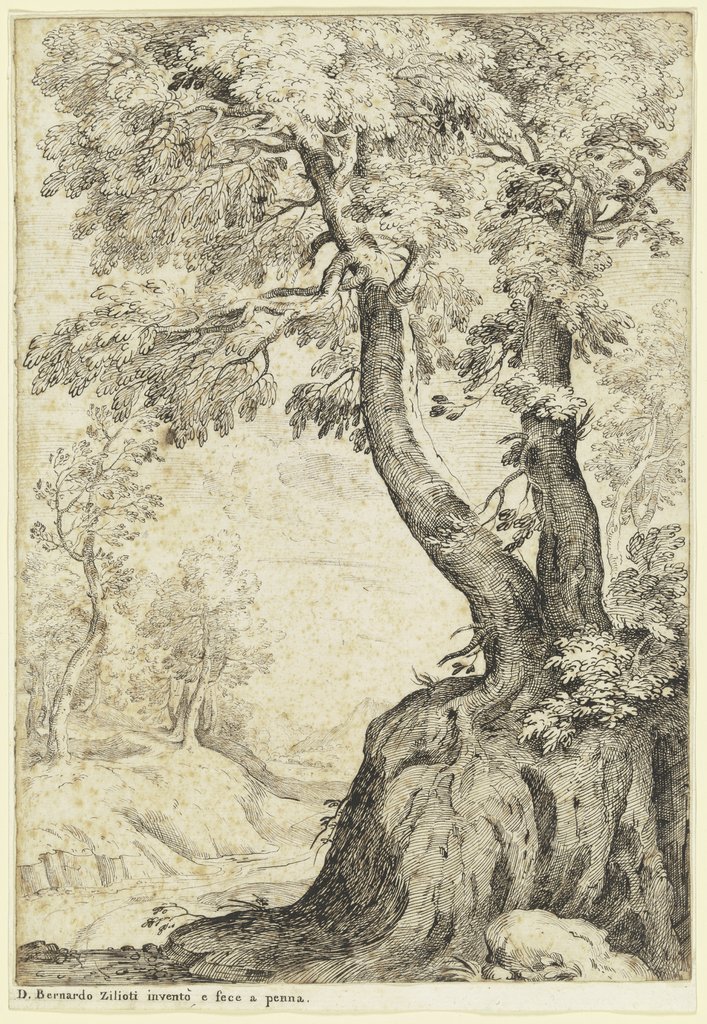 Tree section, Bernardo Zilotti